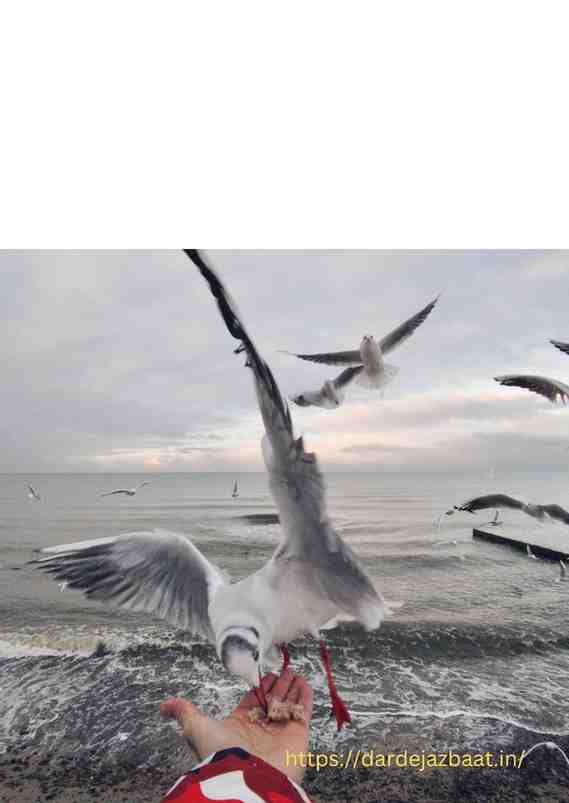 World Kindness Day Quotes in Hindi|विश्व दयालुता दिवस पर विशेष 2 विश्व दयालुता दिवस का महत्व (Importance of World Kindness Day)-