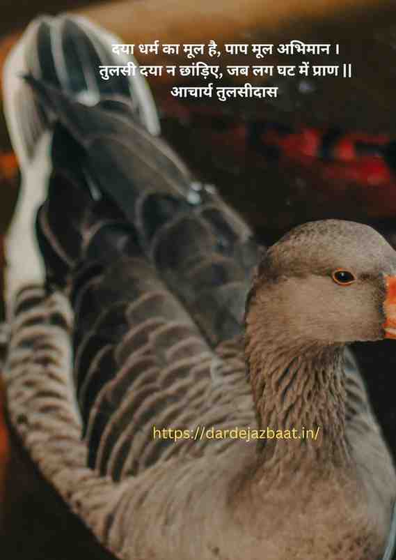 दयालुता का असली अर्थ (True Meaning of Kindness) दयालुता का असली अर्थ (True Meaning of Kindness)