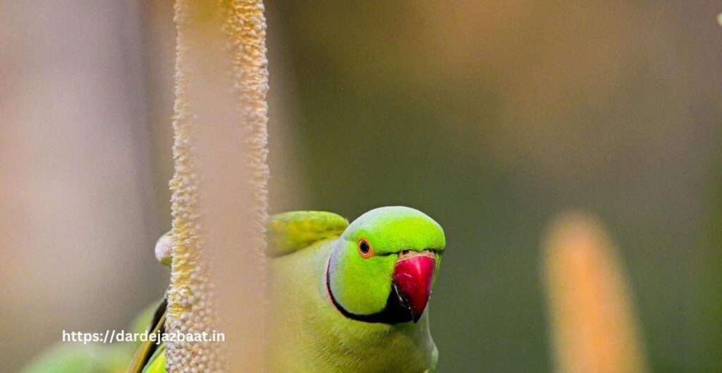 3. कैरोलिना पैराकीट (Carolina Parakeet – Conuropsis carolinensis)