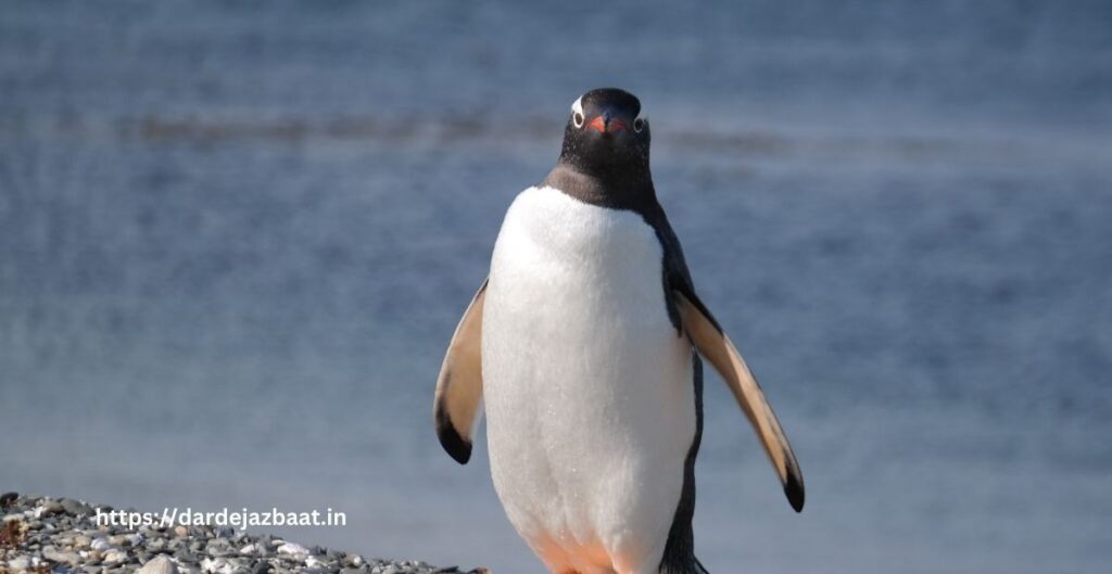 6. ग्रेट ऑक (Great Auk – Pinguinus impennis)