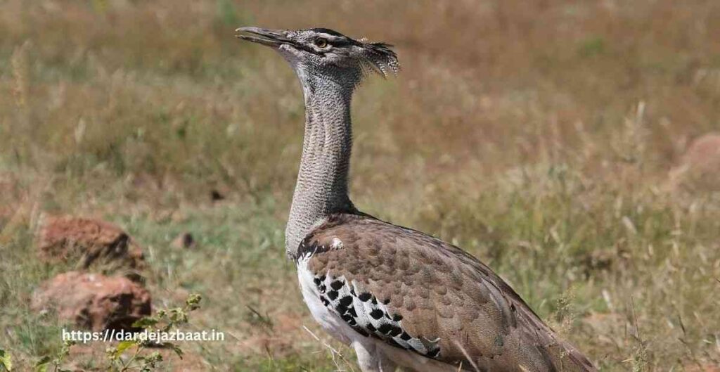 7 ग्रेट इंडियन बस्टर्ड (Great Indian Bustard)