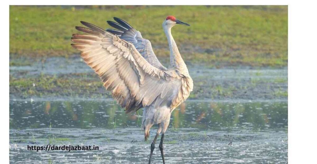 10 सर्विल (Sarus Crane)