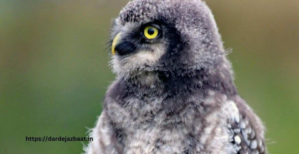  11-. फॉरेस्ट आउलेट (Forest Owlet)