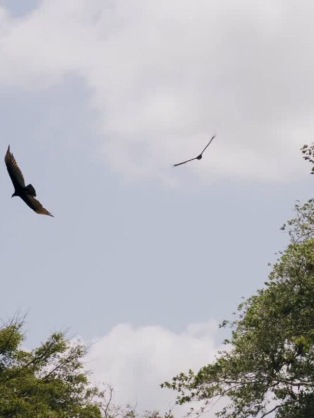 बेजुबानों की आवाज़ बनें