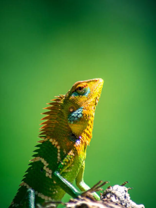 “बेज़ुबान जानवरों की दुनिया: आँकड़े, सच, दर्द”