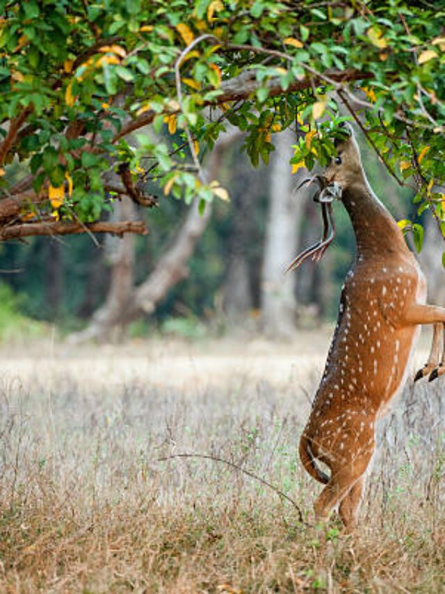 “बेजुबान की पुकार की गलती, जानवर का दर्द