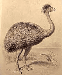 5. मोआ (Moa – Dinornithiformes)