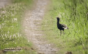 बंगाल फ्लोरिकन (Bengal Florican)