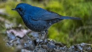 9. नीलगिरि ब्ल्यू रॉबिन (Nilgiri Blue Robin)