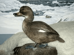 4. लैब्राडोर डक (Labrador Duck – Camptorhynchus labradoriu