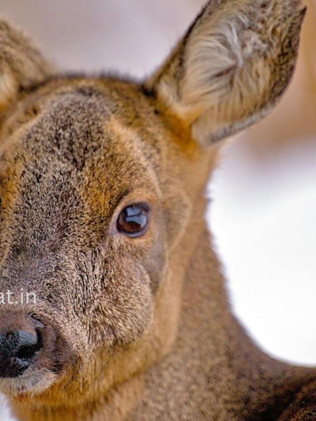 बेज़ुबान की पुकार
