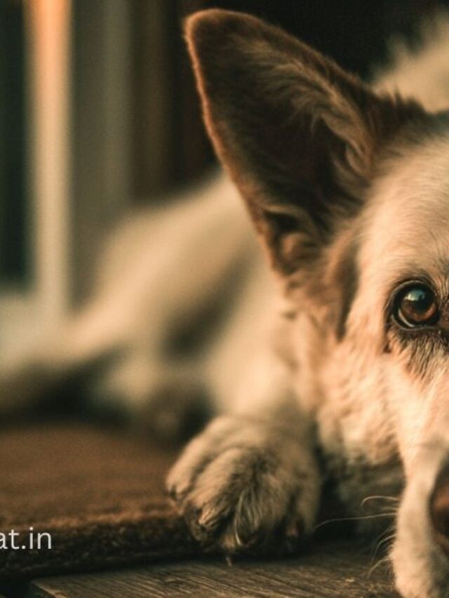 “बेजुबानों की पुकार”सुनो