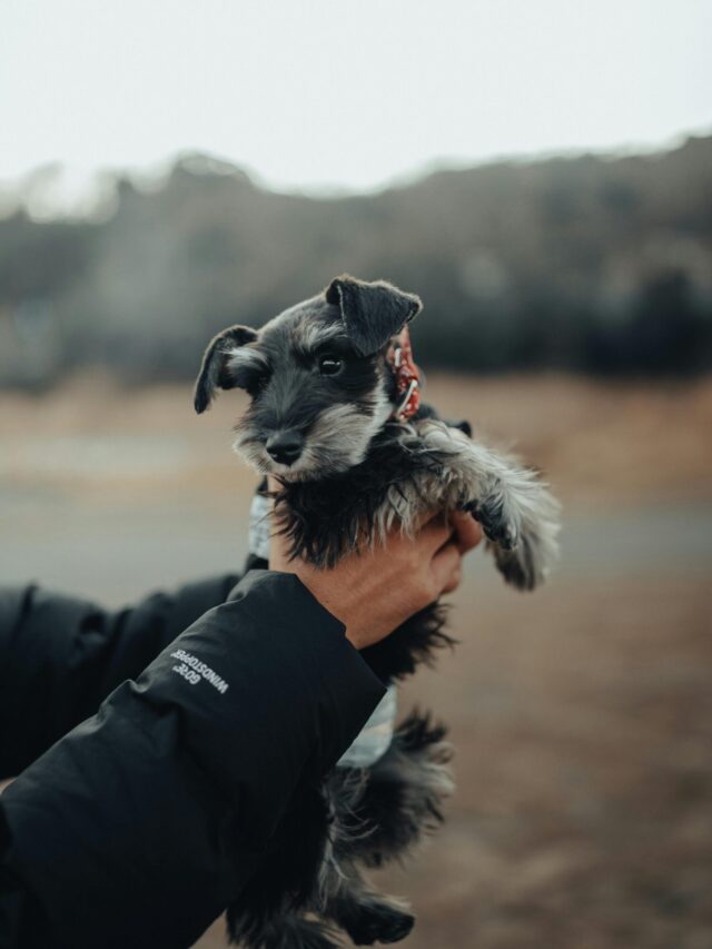 “बेजुबान की पुकार की गलती, जानवर का दर्द”