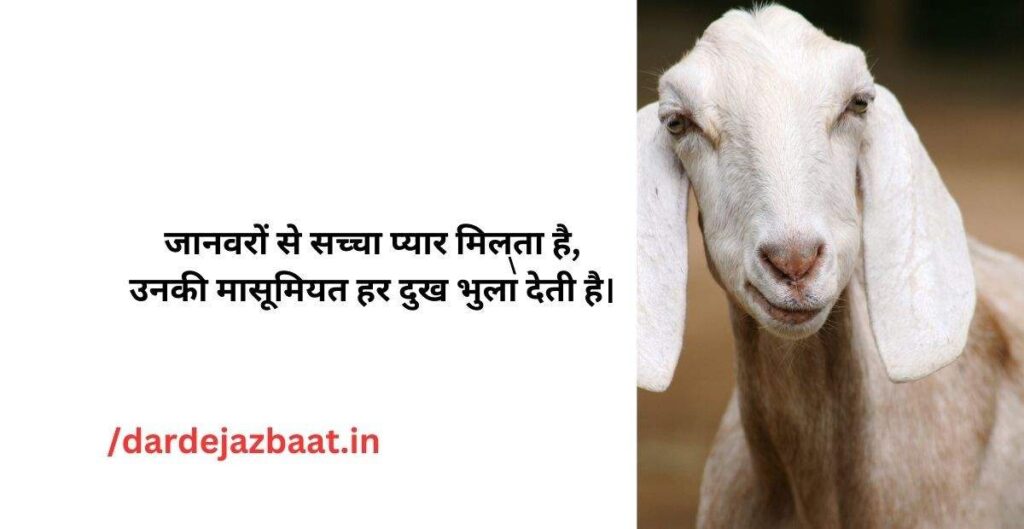 “Animal Love Shayari – प्यारे छोटे जानवर की शरारत” cute-animal-shayari-hindi.jpg
