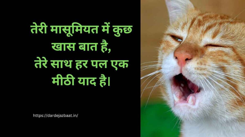 Emotional cat shayari hindi cute cat image