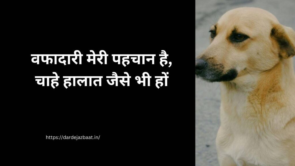 Sad Street Dog Shayari Emotional Stray Dog Pain Life Alone