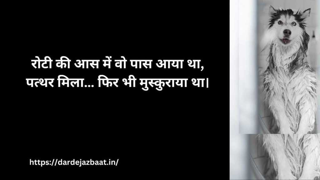 🐾 1. सड़क के कुत्तों पर पत्थर मारने की सच्चाई Janwar Par Zulm Shayari bhaag1
