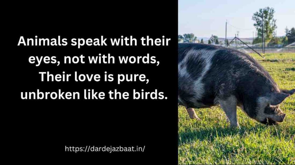 2: Animal Shayari English