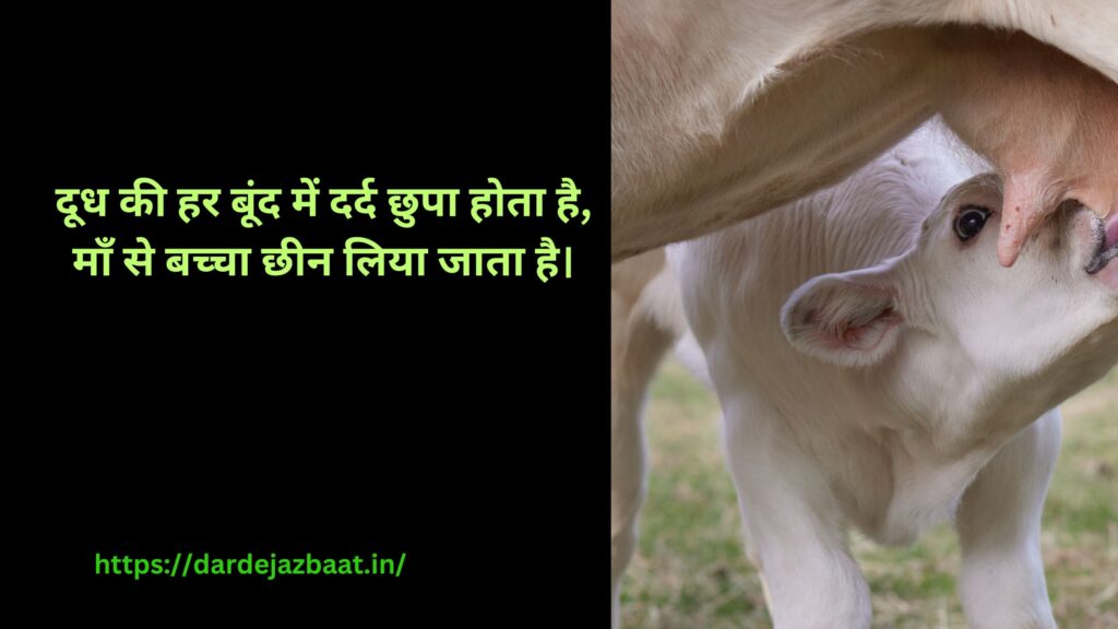 🐾 3. दूध और मांस के पीछे छुपा जानवरों का दर्द